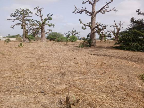 OPPORTUNITÉ EXCEPTIONNELLE À BANDIA : 1 HECTARE DISPONIBLE 
